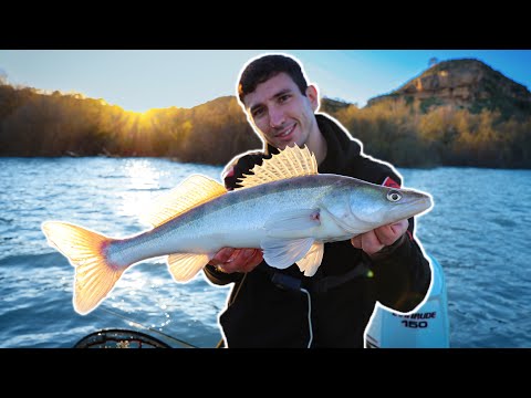 Spinnfischen auf Zander am Ebro in Spanien🤯So fangt ihr Zander am Ebro mit Gummifisch🎣