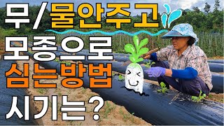 무우 모종으로도 잘된다? 물안주고 모종으로 심는방법 - planting radish