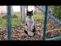 You Will Be Amazed Watching One Of The Cutest Tuxedo Cats In The World