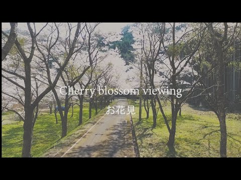 宇佐市お花見(Usa city Cherry Blossom Viewing)