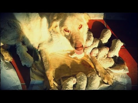 Se tirare fuori un verme al bambino Vettore il miglior lyambliya