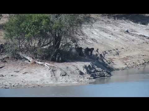 Djuma: Chacma Baboons in the shade of tree - 15:02 - 09/15/2023
