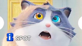 Um Gato de Sorte | Spot | Hoje nos cinemas