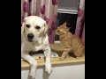 Cat Bites Dog Ear