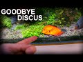 My Discus Died... Aquarium Rebuild Required