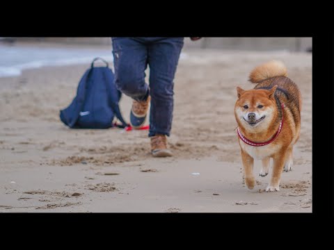 Shiba Inu best day on beach