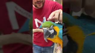 Blue and Gold Macaws Has a Lot of Pin Feathers!