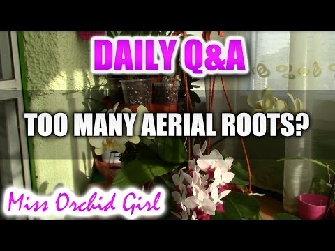 Q&A - Do I have too many aerial roots on my Phalaenopsis Orchid?