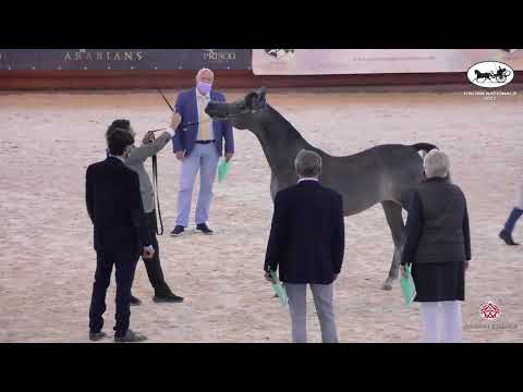 N 45 NASEEM DEL SAR   Italian Nationals 2021   Yearling Colts Class 4B