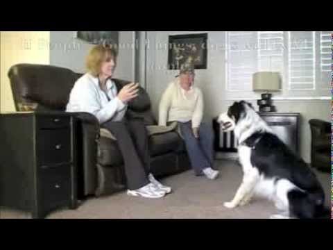 Introducing dogs to people - Building a positive association