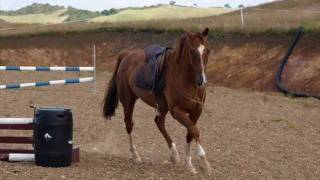 preview picture of video 'Barefoot And Bridleless (bitless jumping)'