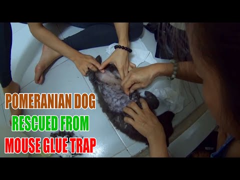 How Can We Remove Trap Glue From The Dog's Fur?