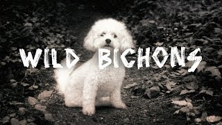 preview picture of video 'Wild Bichons'
