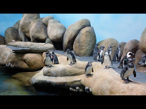 African Penguins Webcam in CA live webcam