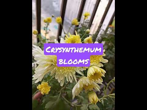 crysynthemum flowers in balcony garden #flowers #balconygarden