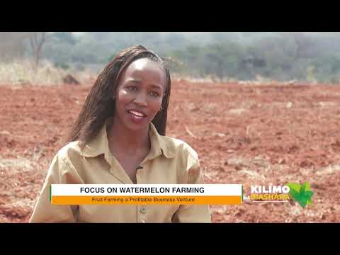 Kilimo na Biashara | Watermelon farming
