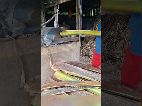 Bất ngờ với cách anh chàng này tận dụng bẹ dừa để nuôi bò #shorts
