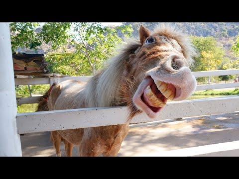 10 minutes d'animaux les plus drôles en 2024