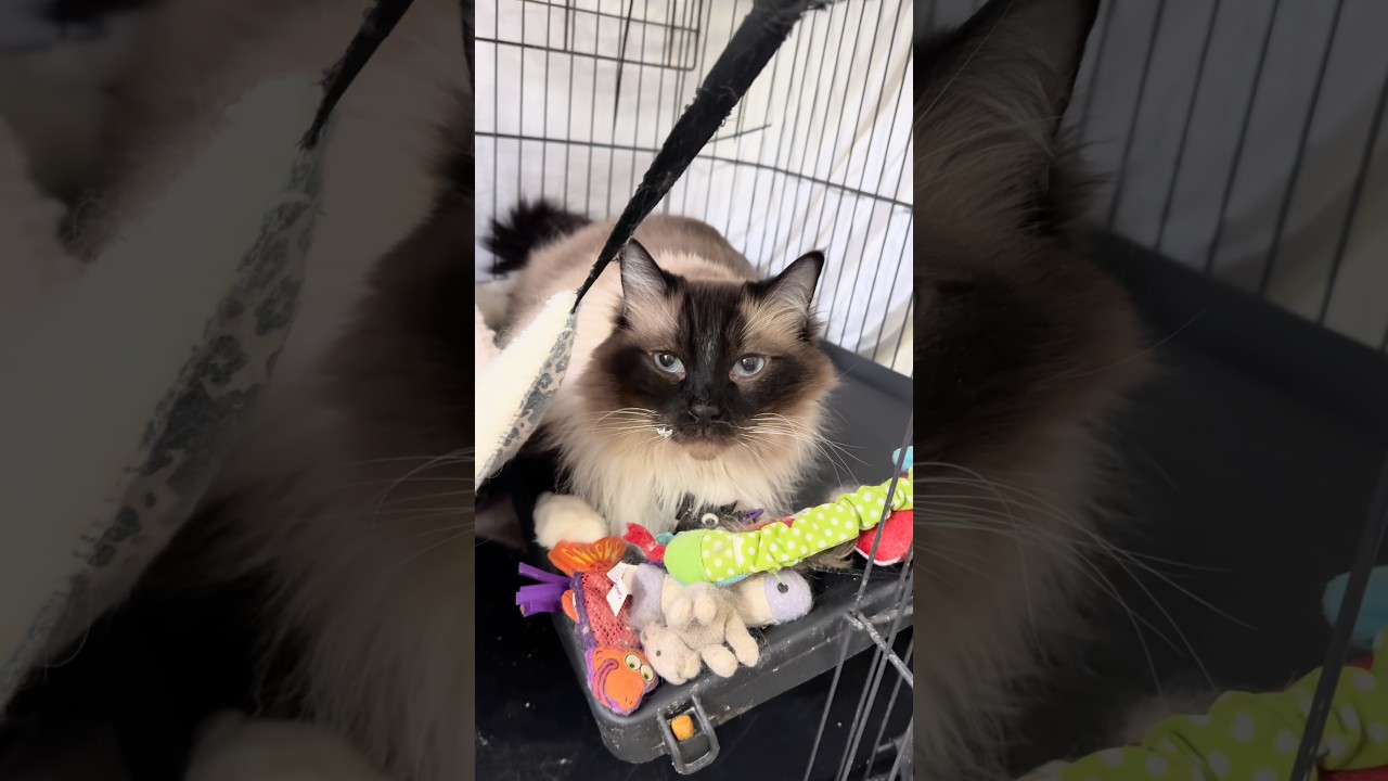 Revan, a Adoptable Ragdoll in Chico, CA video 6/6