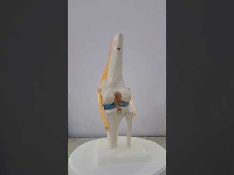 Knee Joint Model