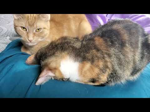 Sameen and Aria nap time.