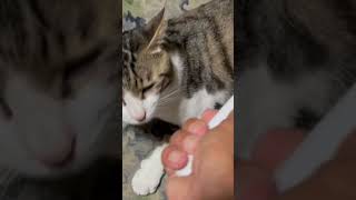 コロコロ大好きうちの猫🐱