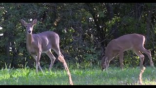 This is Why You&#39;re Not Seeing Bucks - Deer &amp; Deer Hunting TV