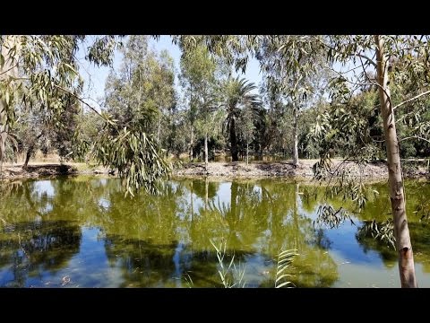 חשיפה לצפון: המראות הקסומים של נהר הירדן וחורשת האקליפטוס