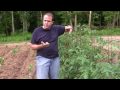 June 2010 Garden Update