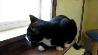 preview picture of video 'Dixie - Adorable Female Black & White Tuxedo Kitten Available for Adoption  **Adopted!!**'