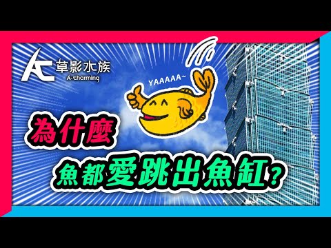 龍魚跳缸擋煞