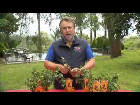 Os Gurus do Jardim - Planta Cogumelo