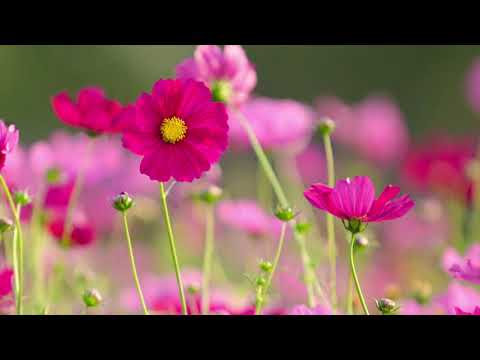 OFFICIAL WAH! Healing Visualisations - Heart Garden