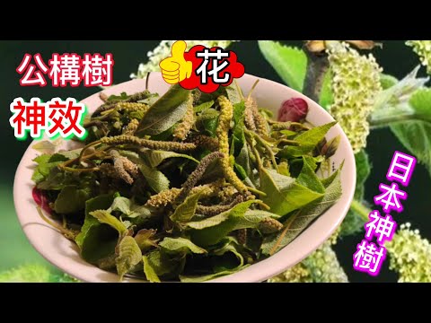 構樹功效