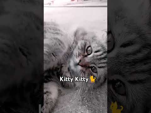 Cat Sounds To Attract Kittens (ASMR)