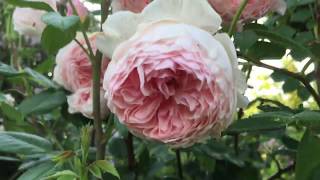 РОЗА-ОЧАРОВАНИЕ . Лучшая английская роза в моем саду. Rosa William Morris фото