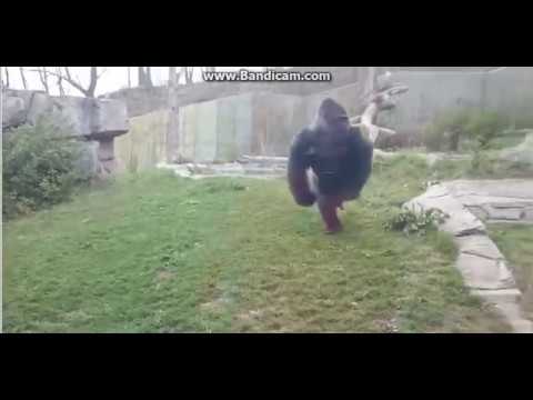 Delirttin lan beni (MAYMUN)