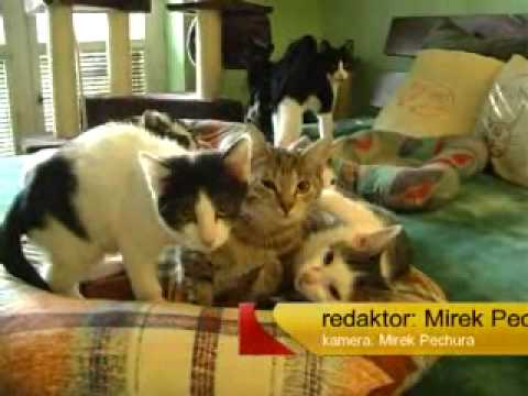 Reportáž TV Slovácko 3.11.2009