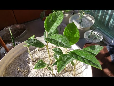 download lagu mp3 mp4 Small Yellow Fruit With Lots Of Seeds, download lagu Small Yellow Fruit With Lots Of Seeds gratis, unduh video klip Small Yellow Fruit With Lots Of Seeds