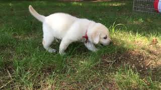 Video preview image #2 Labrador Retriever Puppy For Sale in NORWALK, CT, USA