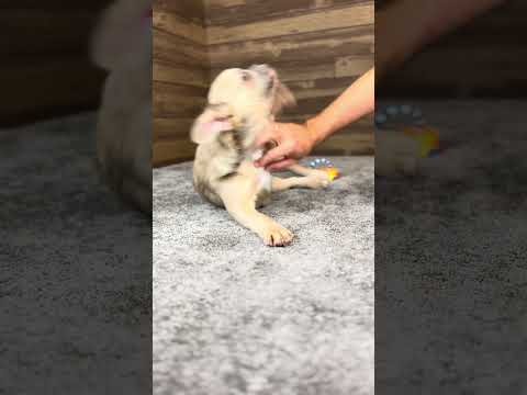 Video 5