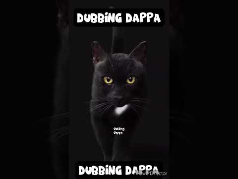 cat interview #pets #dogvideos #catvideos