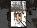Here’s where to enjoy a horse drawn sleigh ride in #michigan #shorts #sleighride #winterbucketlist