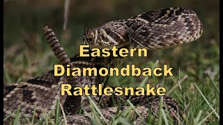 Eastern Diamondback Rattlesnake (Clyde Peeling's Reptiland) - Episode 76