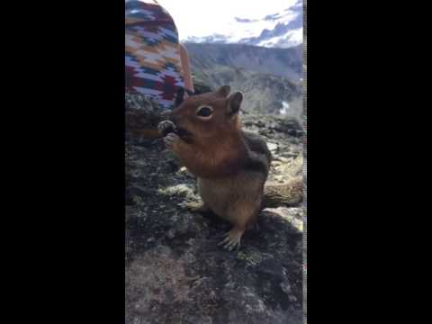 Cute little chipmunk!!