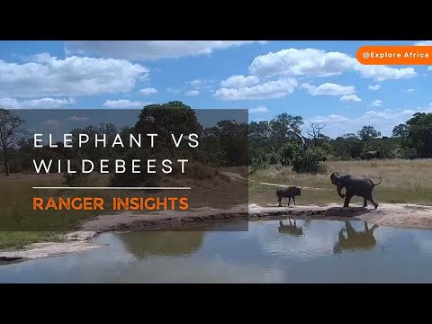 BRAVE WILDEBEEST TAKES ON ELEPHANT | Ranger Insights