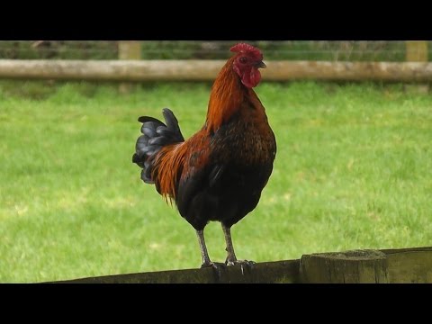 Rooster nonstop crowing in the early morning !