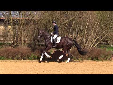 Skywalker - Wallach - 2013 geboren (Sir Calypso x Frenchman II)