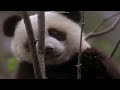 Radio Collar Scene The Amazing Panda Adventure 1995