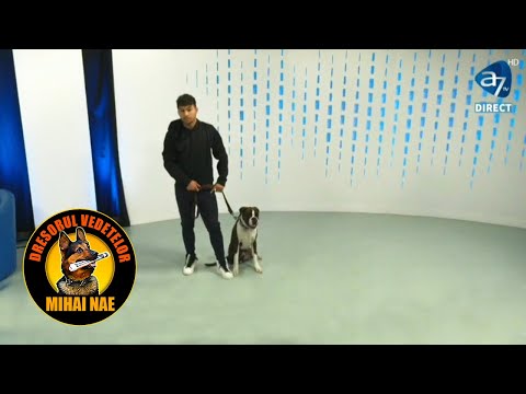 Prezentare rasa "Boxer" | by Mihai Nae @ A7 TV